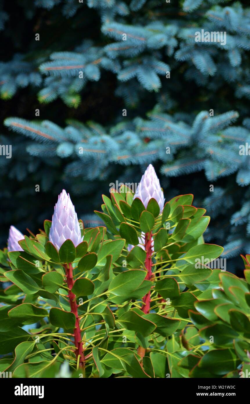 Dandenong Ranges National Park Olinda Victoria - Plants and flowers Stock Photo