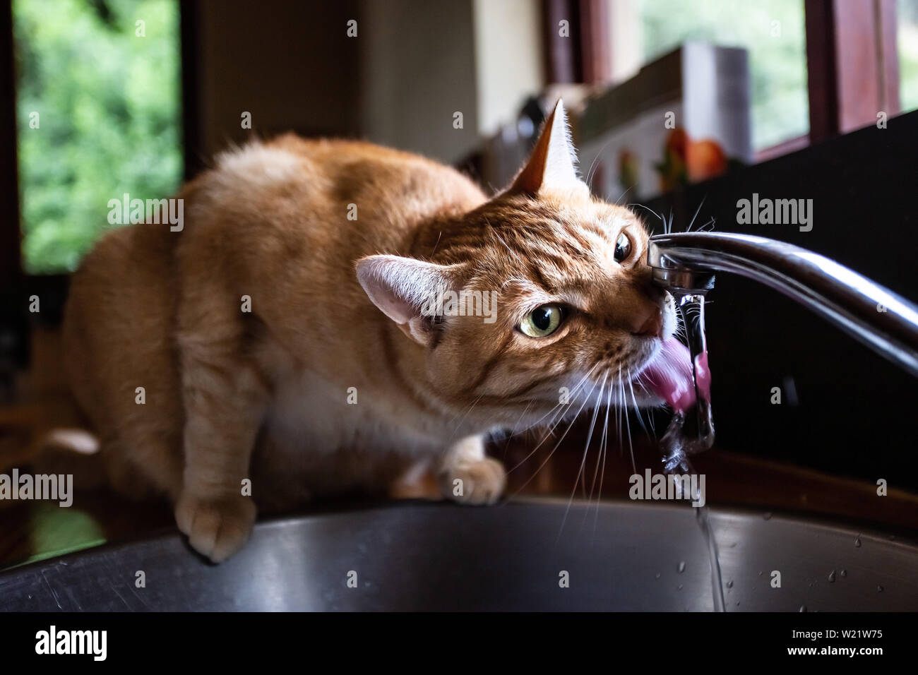 Cat Drinking Water with Straw · Free Stock Photo