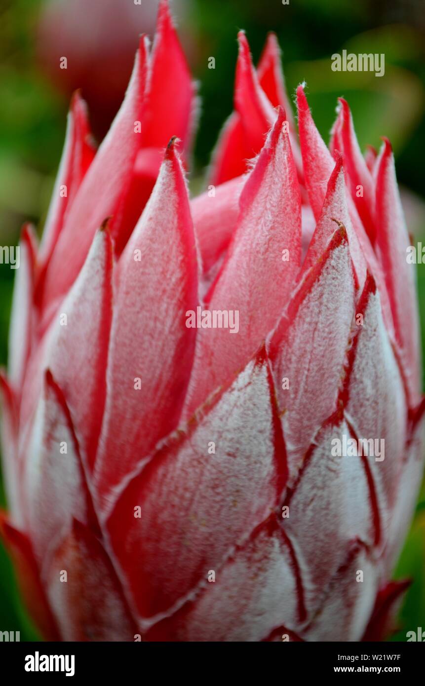 Dandenong Ranges National Park Olinda Victoria Plants and flowers