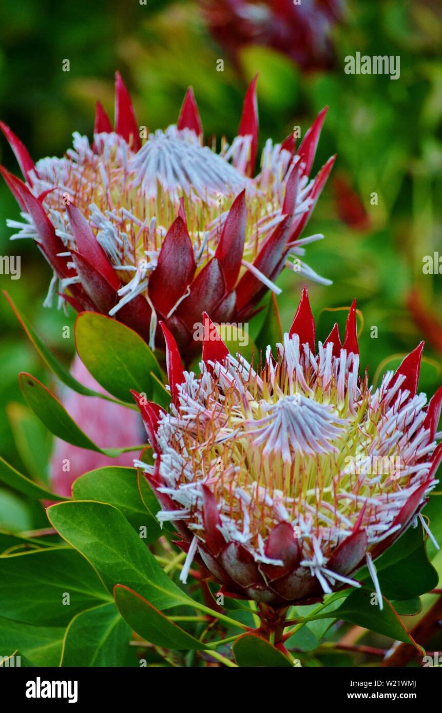 Dandenong Ranges National Park Olinda Victoria - Plants and flowers Stock Photo