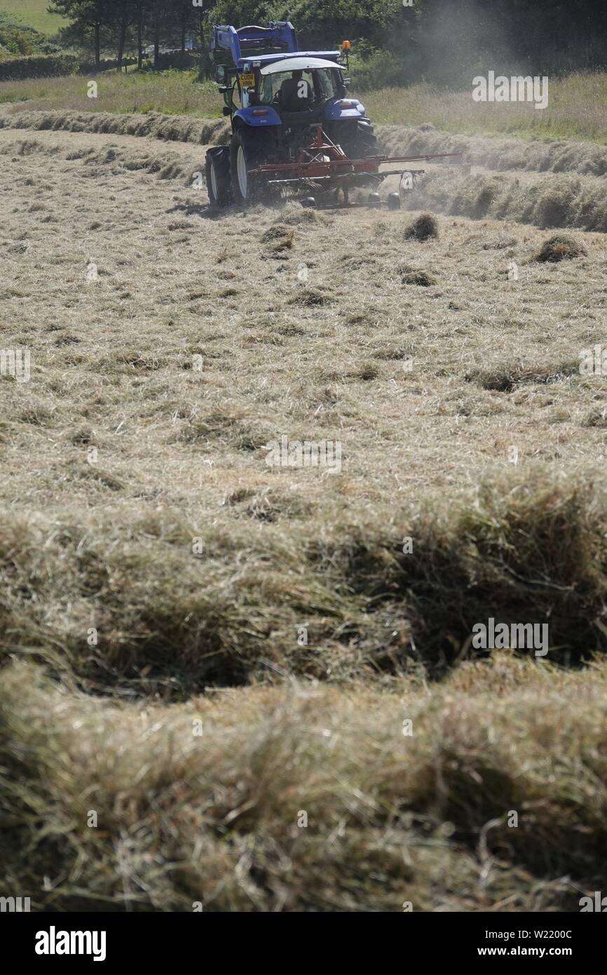 Gower, Swansea, Wales, UK. 5th July 2019. Weather: Making hay while the sun shines, a farmer visits his fields to turn cut hay. The turning process aids drying prior to baling, at Broughton on the north Gower coast, south Wales. Credit: Gareth Llewelyn/Alamy Live News Stock Photo