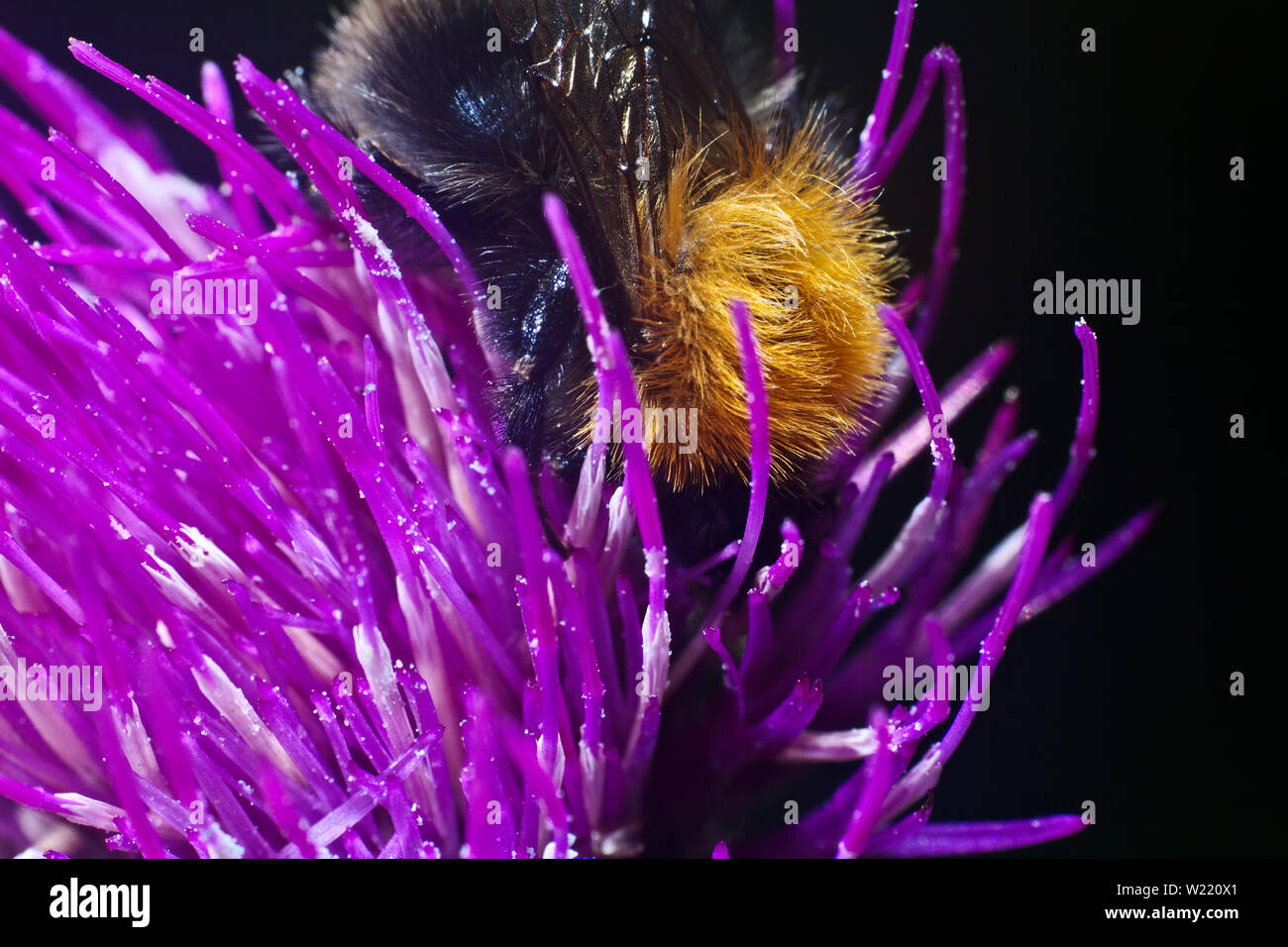 Bumblebee inside the Aster, petals like animal tentacles. Ultra macro Stock Photo