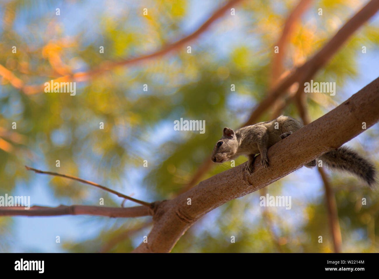 Indian palm squirrel (Funambulus palmarium) climbing a tree. India Stock Photo Alamy