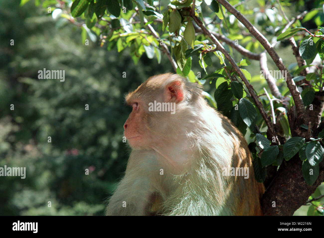 Male rhesus macaques watching the environment. The watchful leader of ...