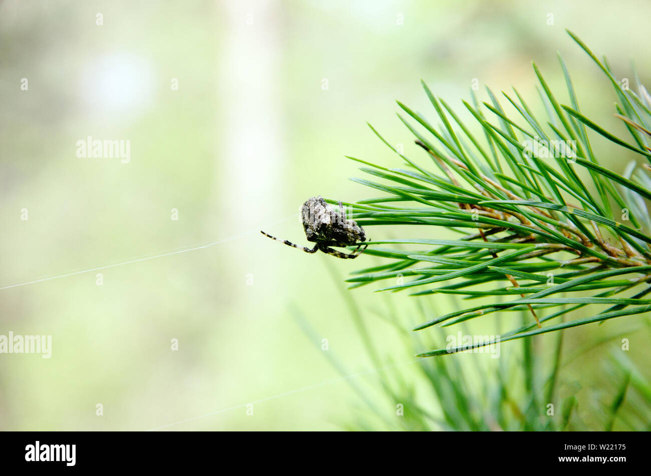 argiope spider on a pine branch Stock Photo