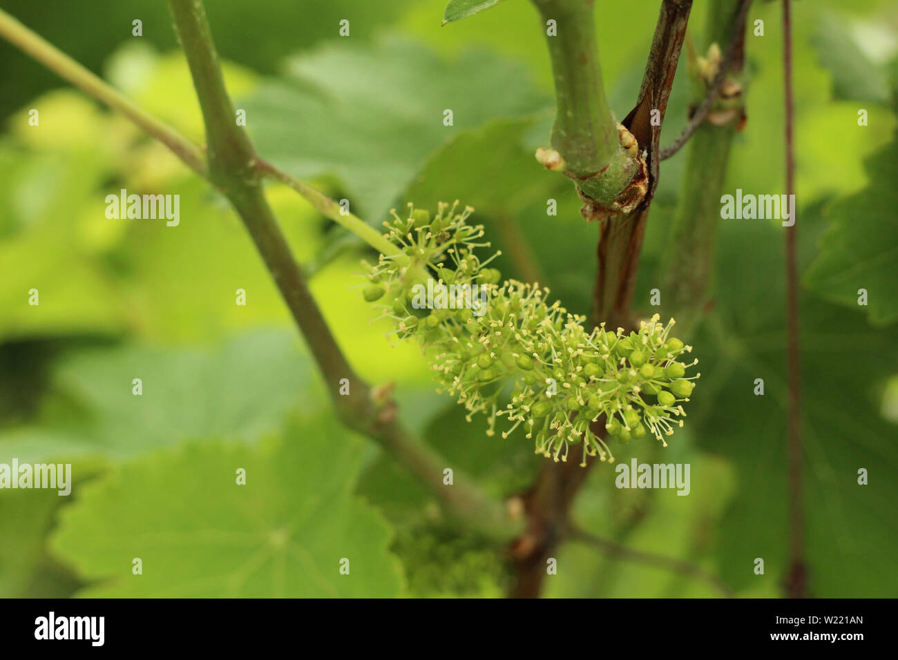 Flowering Grapes High Resolution Stock Photography And Images Alamy