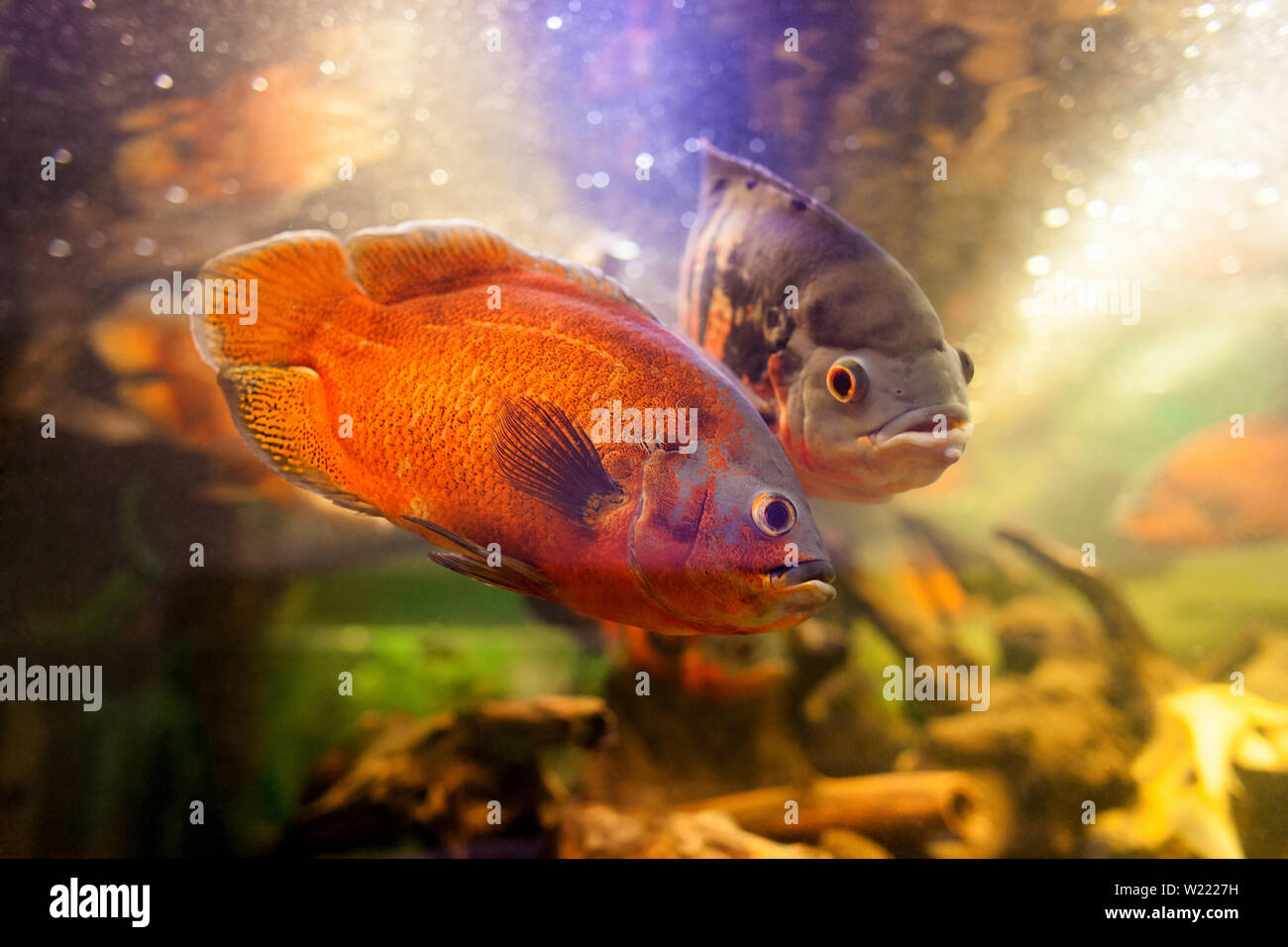 Two beautiful and exclusive red oscar cichlid against a dark background Stock Photo