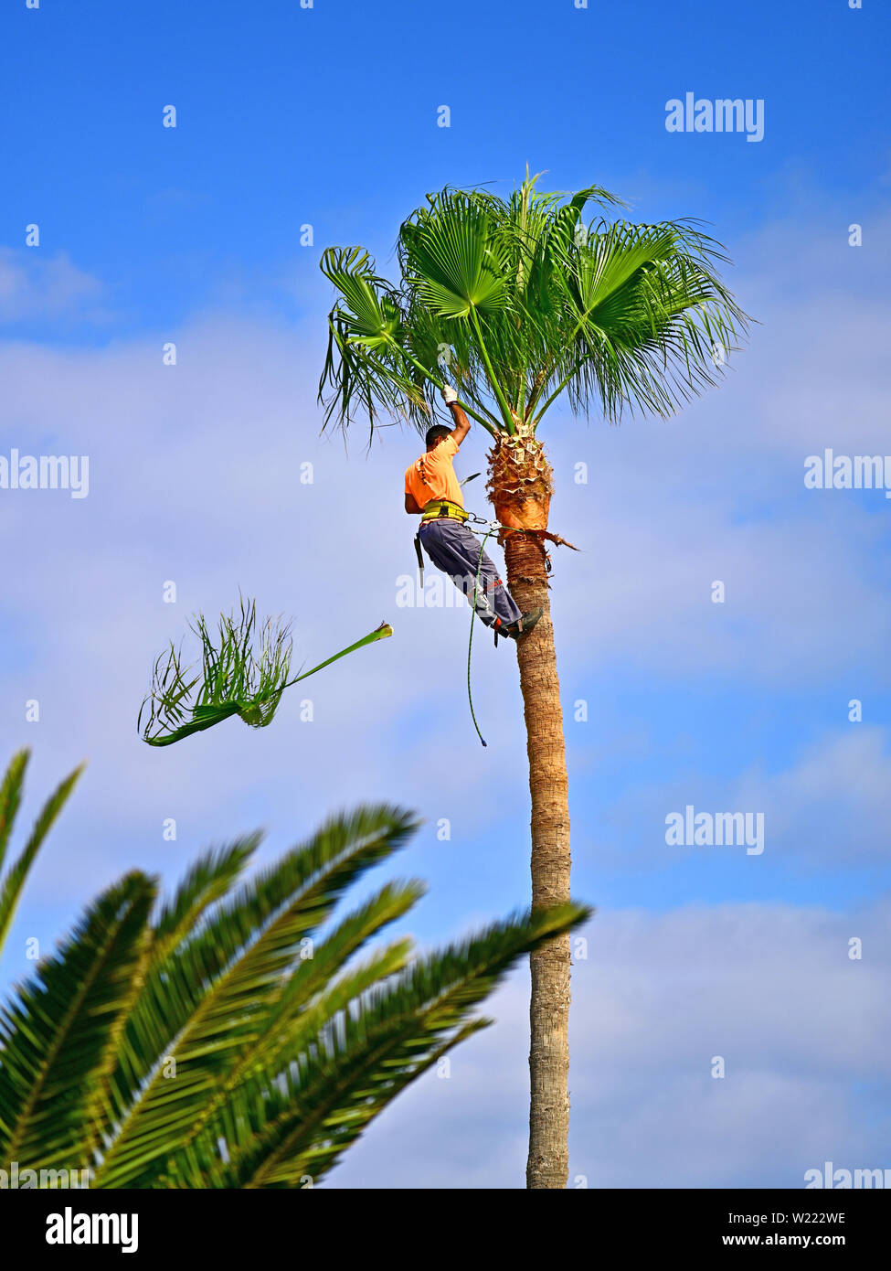 Lanzarote Puerto del Carmen trimming fronds on the palm trees Stock