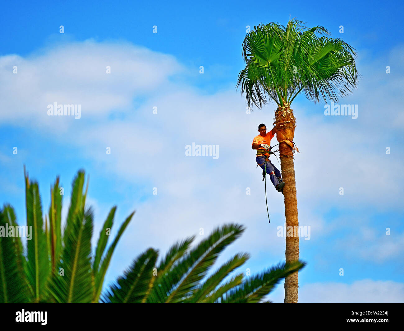 Lanzarote Puerto del Carmen trimming fronds on the palm trees Stock
