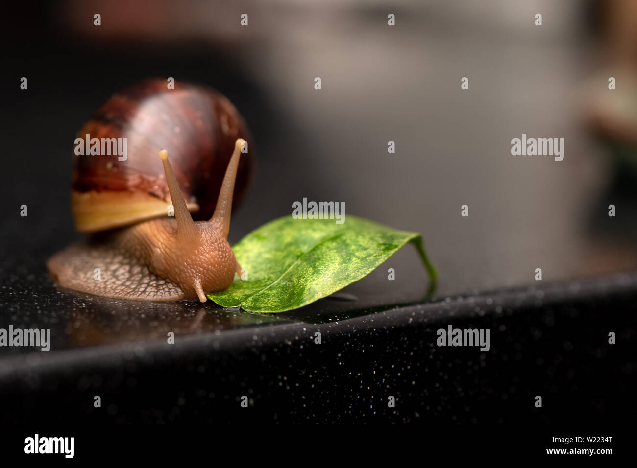 Big snail Achatina eating green leaf on a dark background Stock Photo