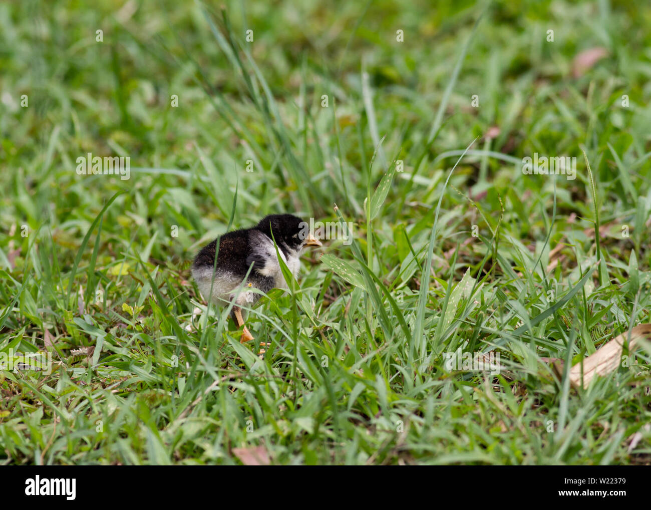 Young chick lost among the grass Stock Photo