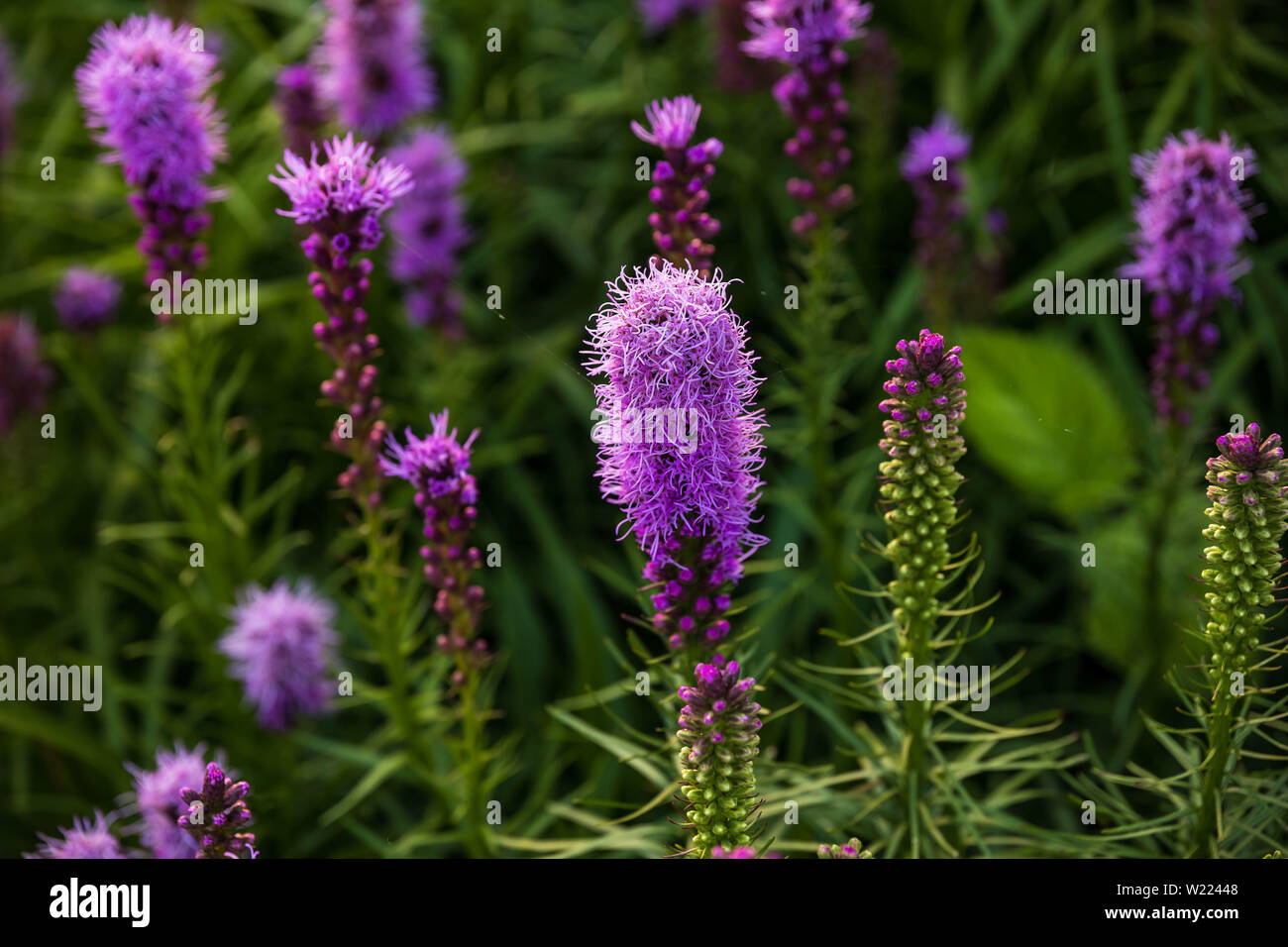 a lot of brush like purple flowers just starting to bloom downtown Stock Photo