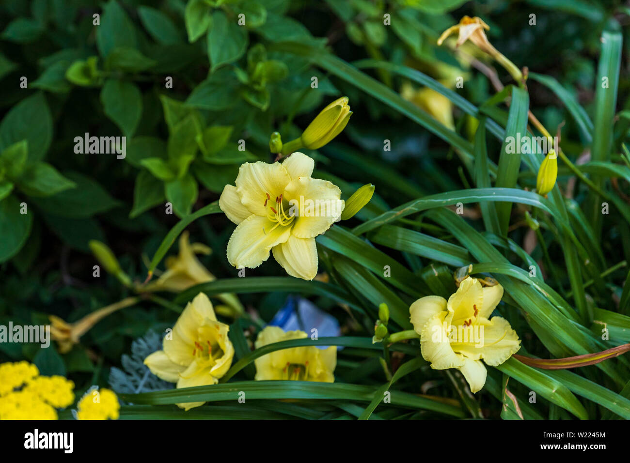 several pale yellow lilies planted outside of an uptown store Stock Photo