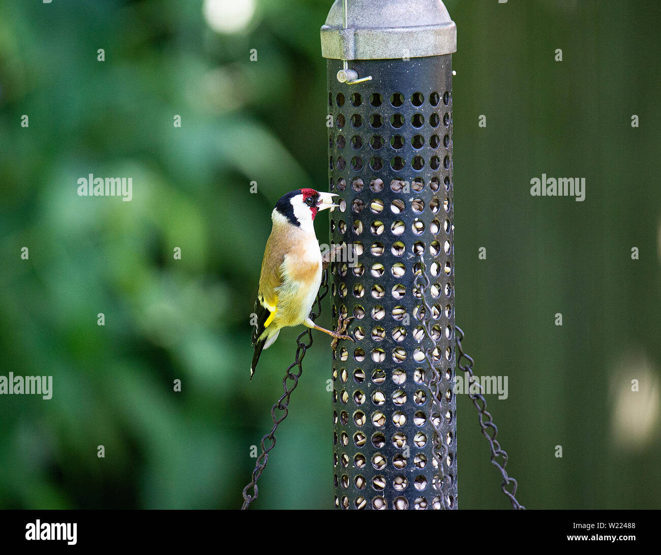 An Adult Goldfinch Feeding On Sunflower Hearts From A Bird Feeder