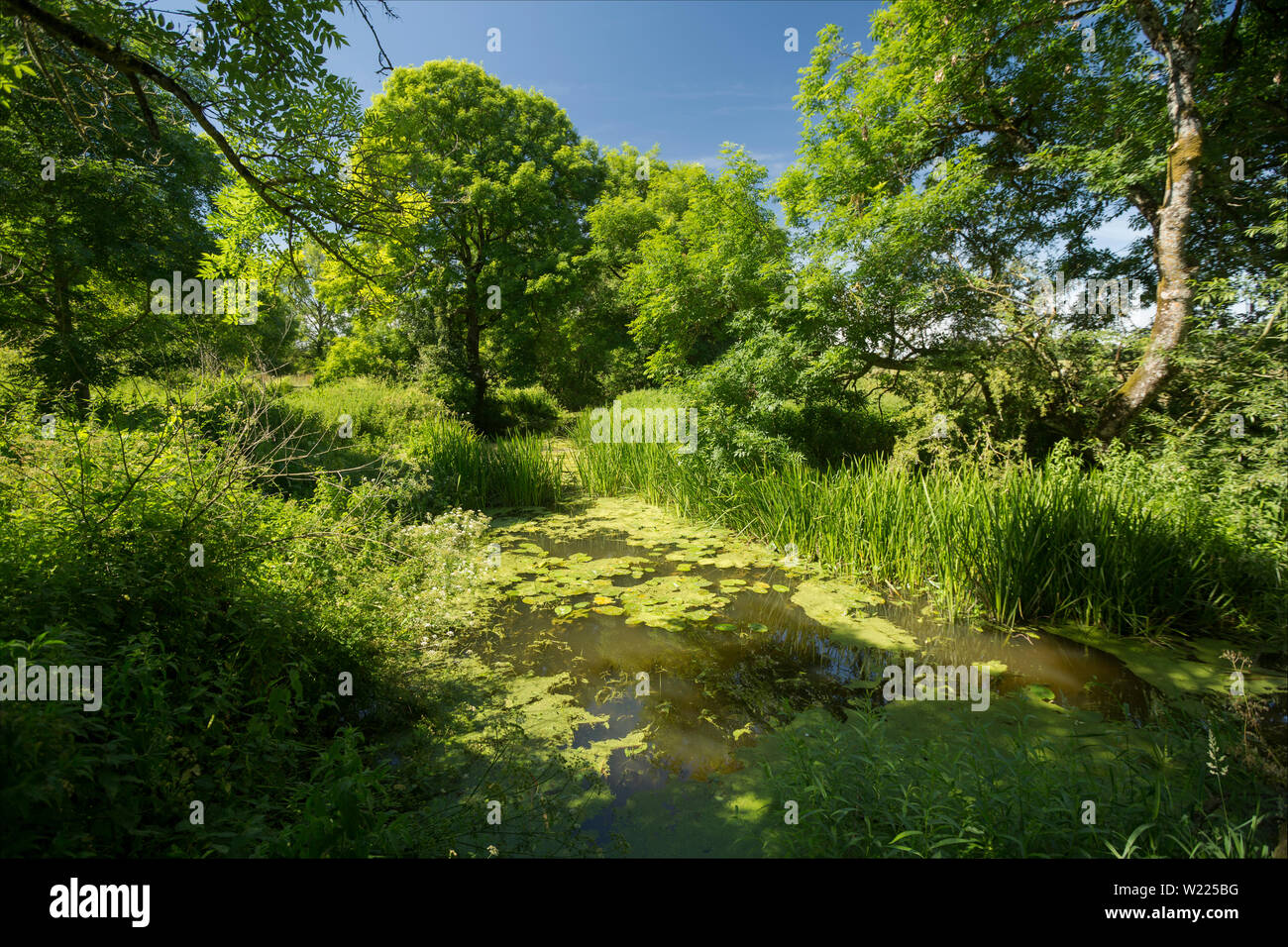 A view upstream of part of the Dorset Stour river above Sturminster Newton Mill in early July showing lush vegetation and lily pads. Dorset England UK Stock Photo