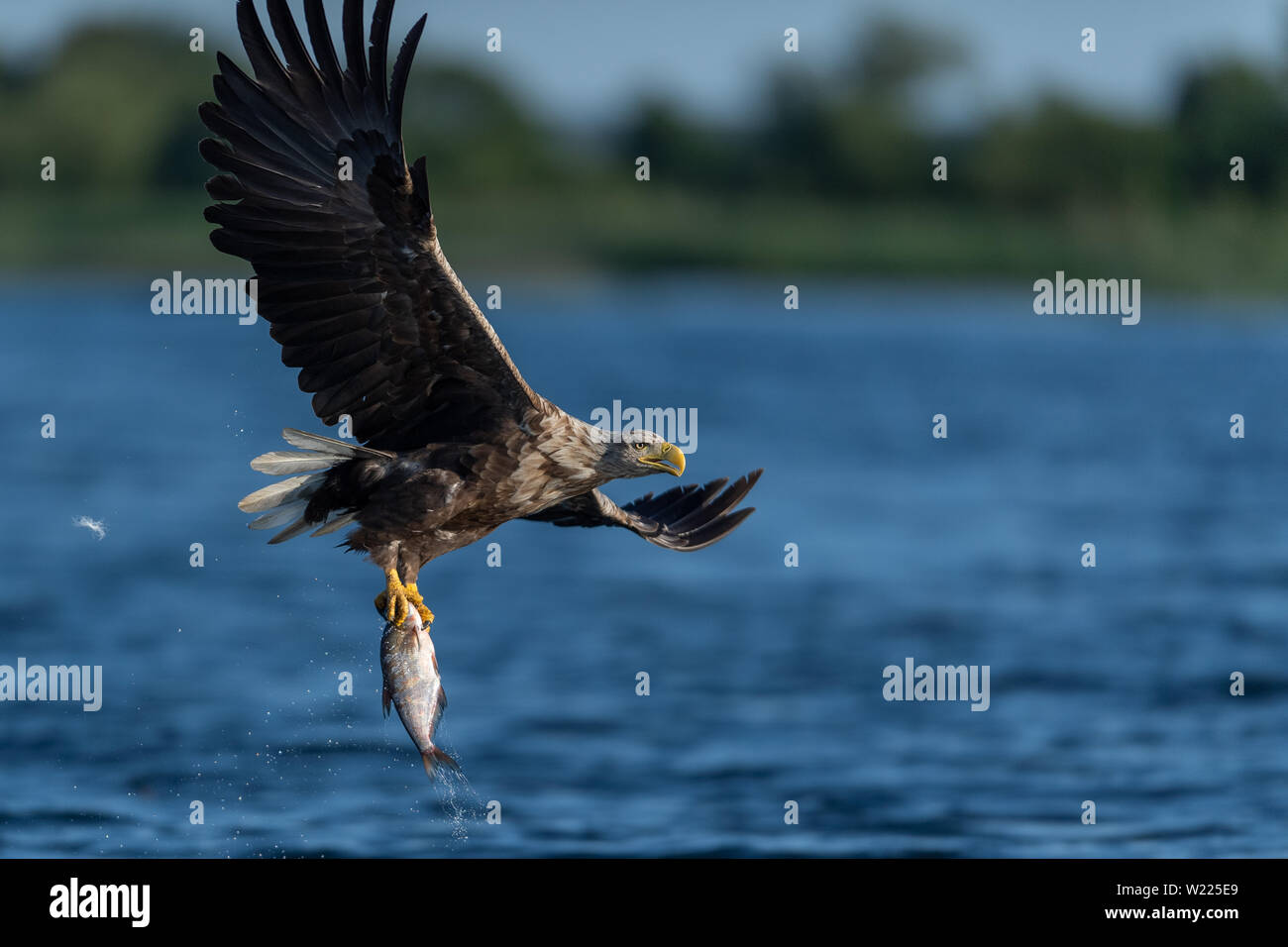 Seeadler, Adler, Vogel, Bird, Haliaeetus albicilla ...