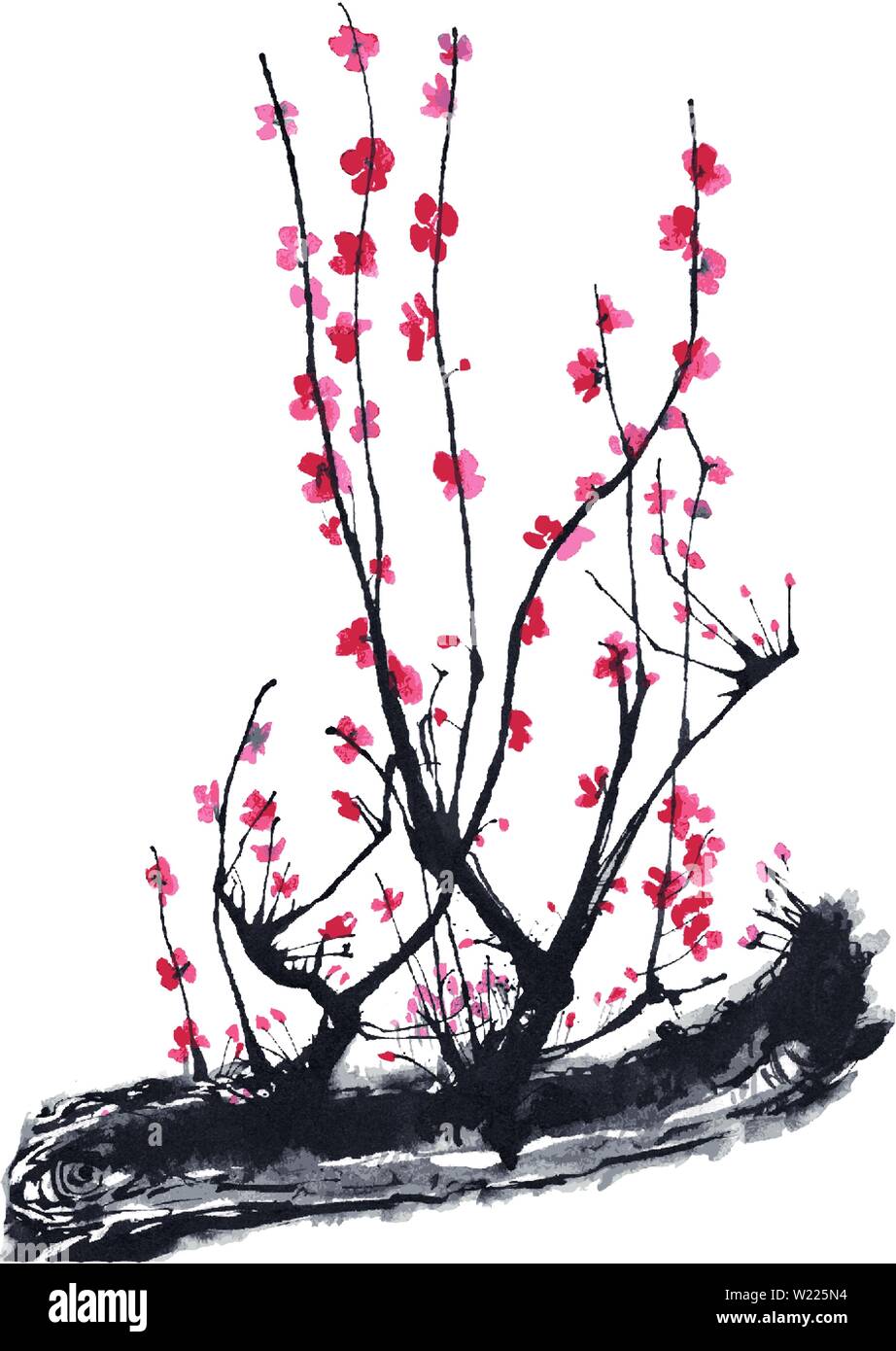 Realistic sakura blossom watercolor isolated on white background ...