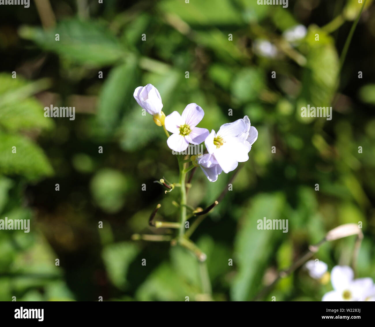 close up of large bitter cress (Cardamine amara) blooming in spring Stock Photo