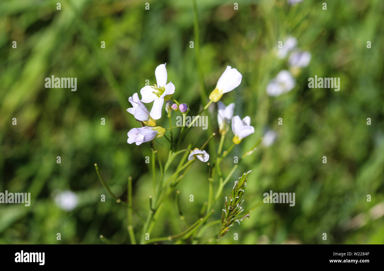 close up of large bitter cress (Cardamine amara) blooming in spring Stock Photo