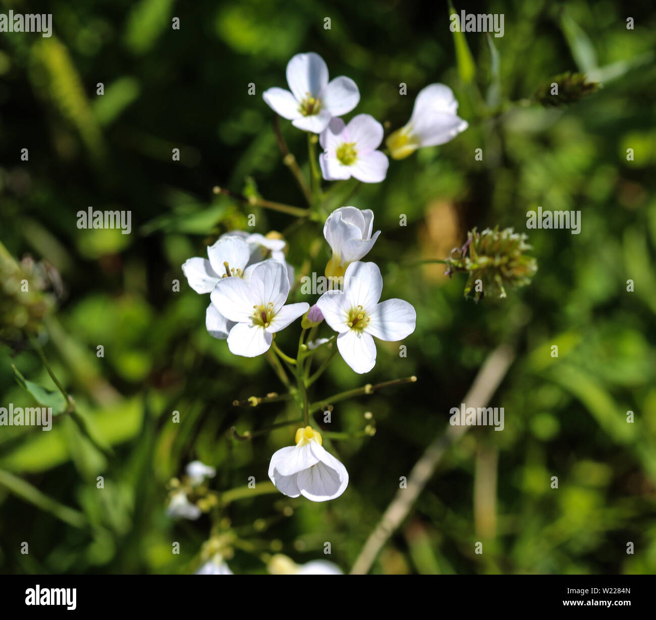 close up of large bitter cress (Cardamine amara) blooming in spring Stock Photo