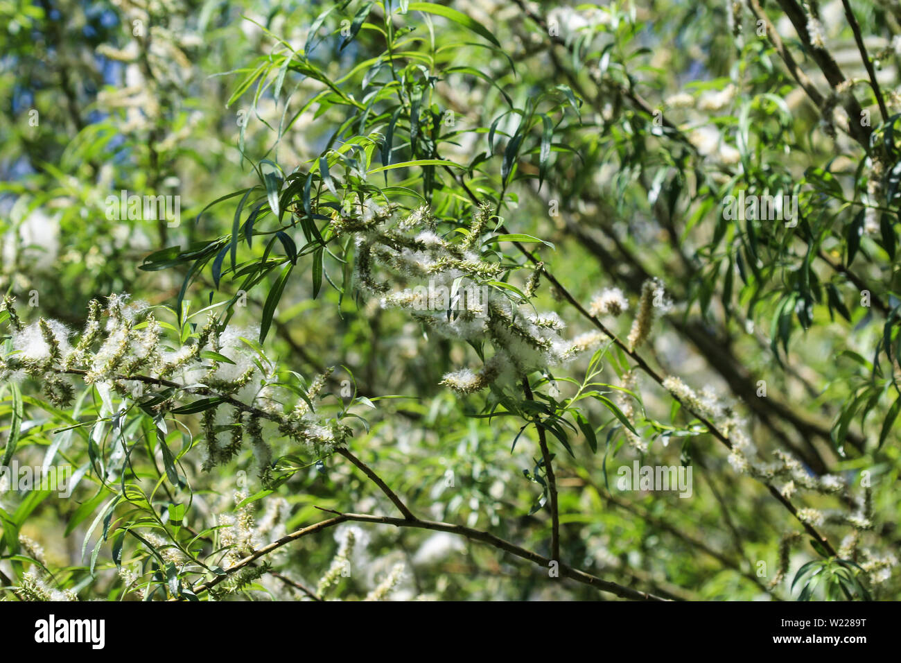 Close up of white willow tree (Salix alba) leafs with seed Stock Photo