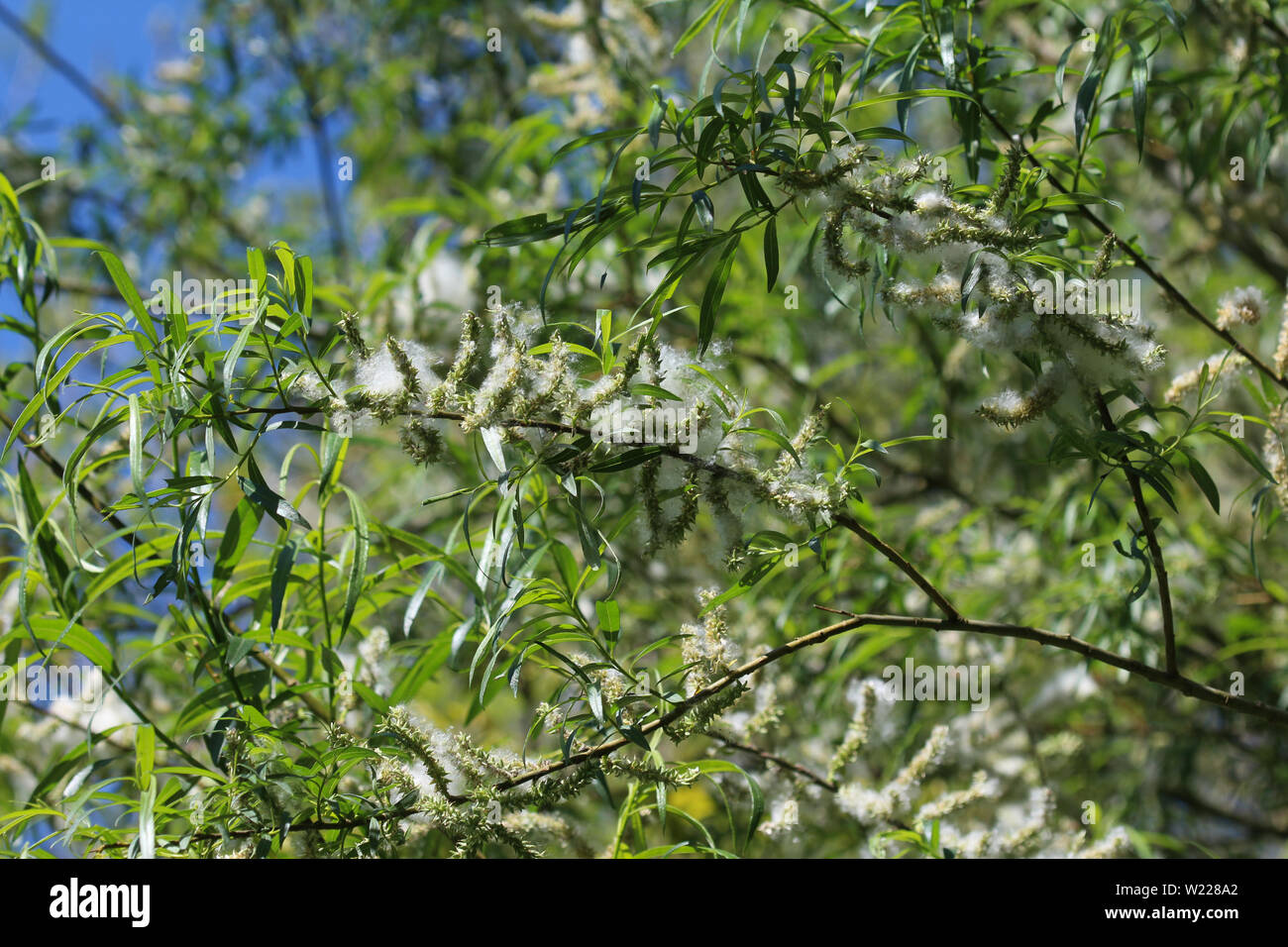 Close up of white willow tree (Salix alba) leafs with seed Stock Photo