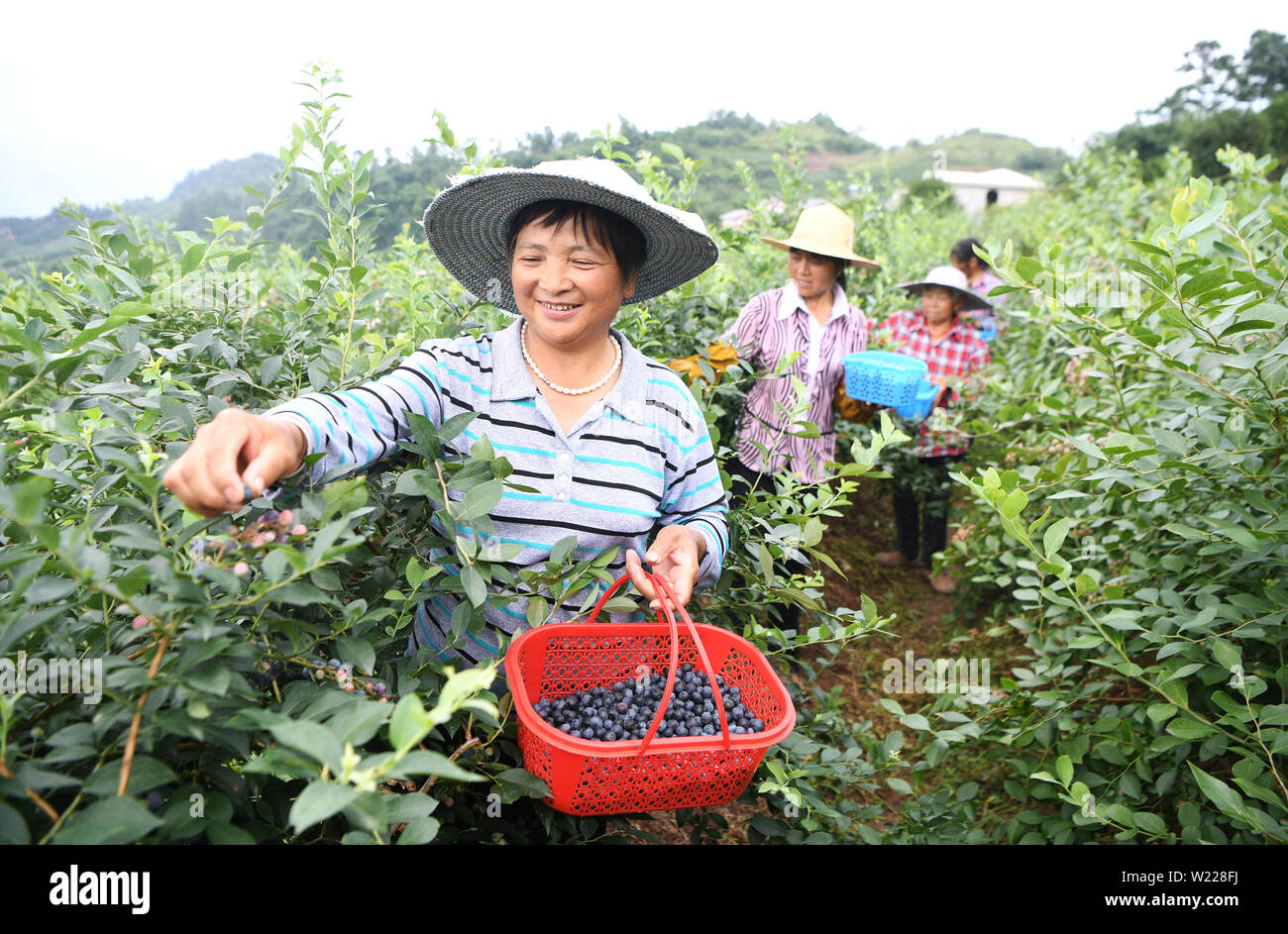 Chongqing, China's Chongqing Municipality. 5th July, 2019. Villagers pick blueberries at a blueberry planting base at Damianpo Village of Cizhu Town in Yubei District, southwest China's Chongqing Municipality, July 5, 2019. The town's over 1,600 mu (about 107 hectares) alpine blueberry enters its optimal picking period. Depending on its natural advantages, Cizhu town has encouraged developing alpine blueberry industry as a way to improve local people's income. Credit: Wang Quanchao/Xinhua/Alamy Live News Stock Photo