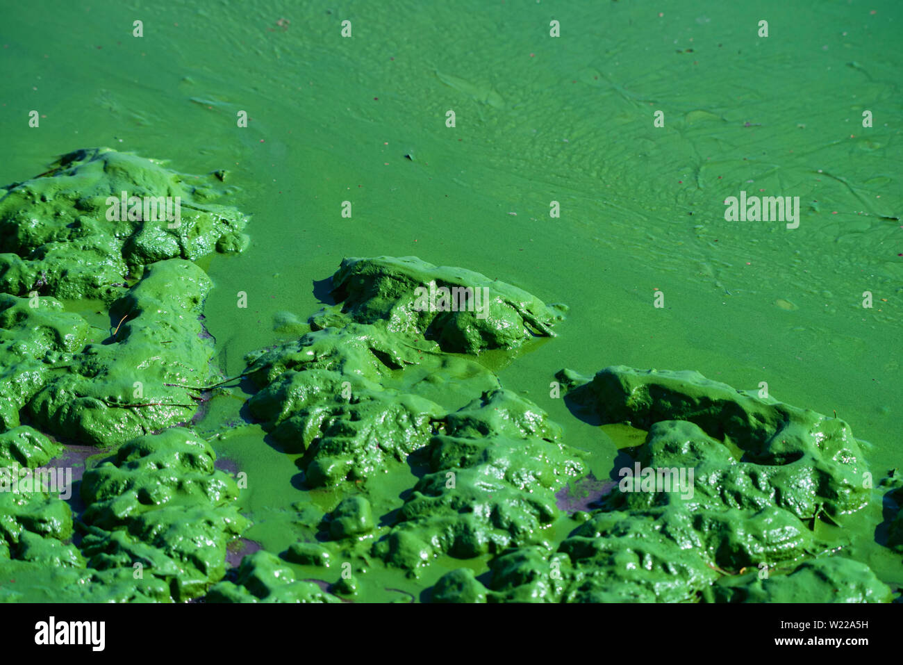 Close view of water pollution. Ecological disaster Stock Photo Alamy