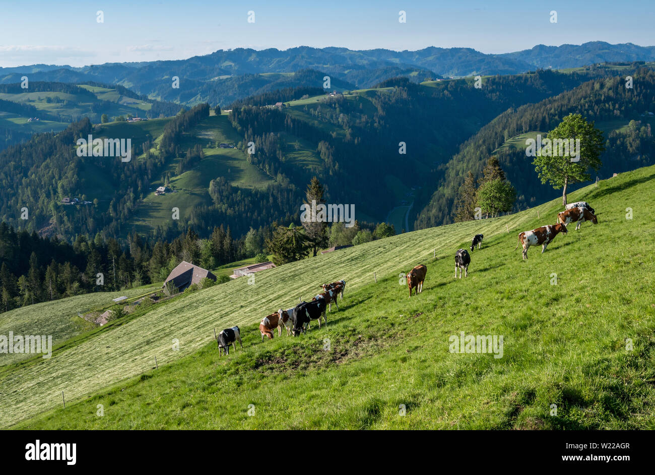 happy swiss cows on a meadow in Emmental Stock Photo