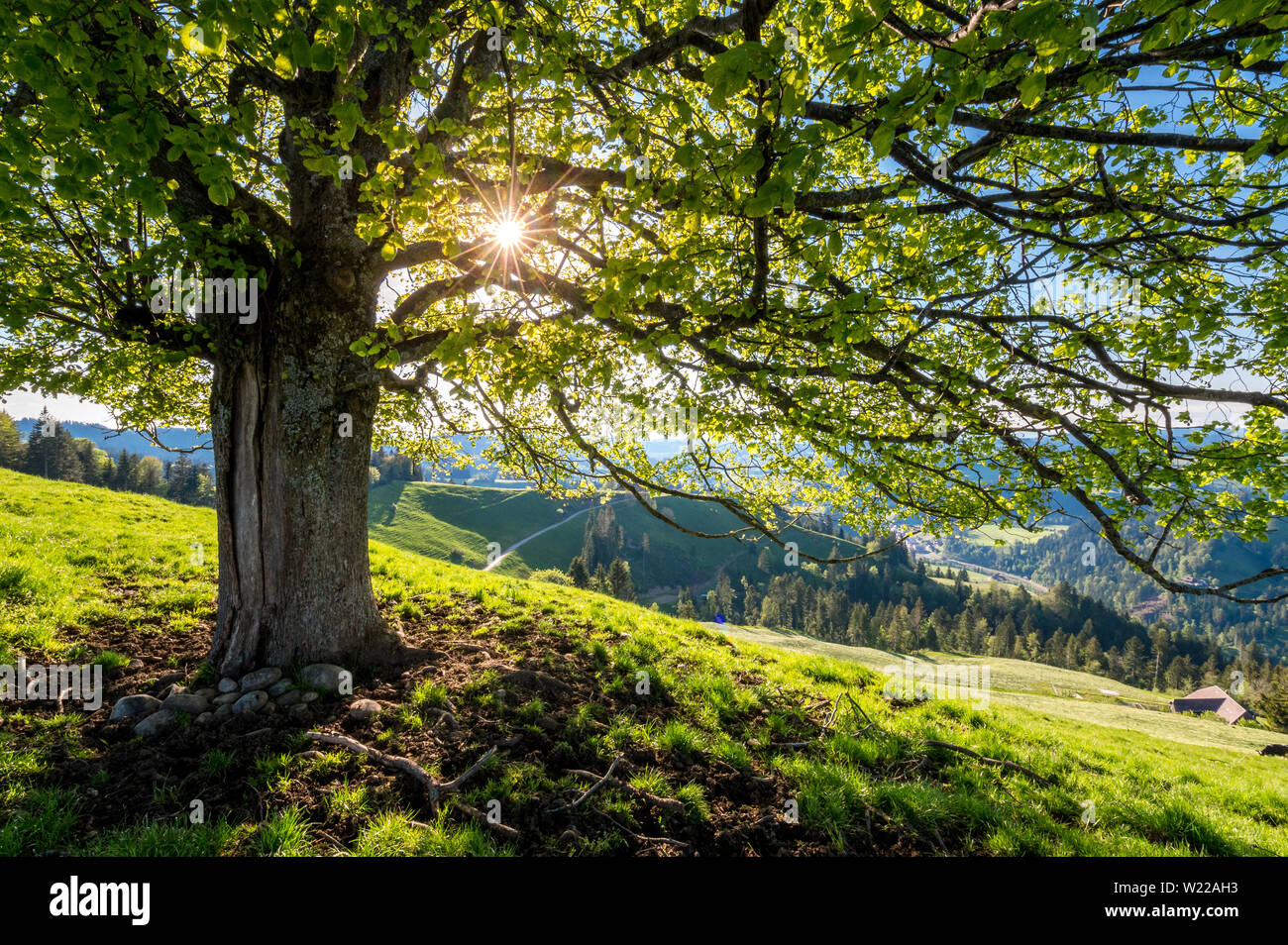 afternoon sun behind a linden tree on a hill im Emmental Stock Photo