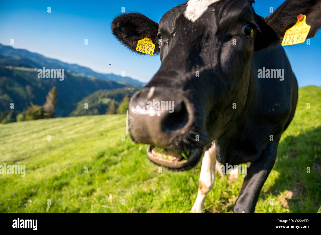 portrait of a happy swiss cow on a meadow in Emmental Stock Photo