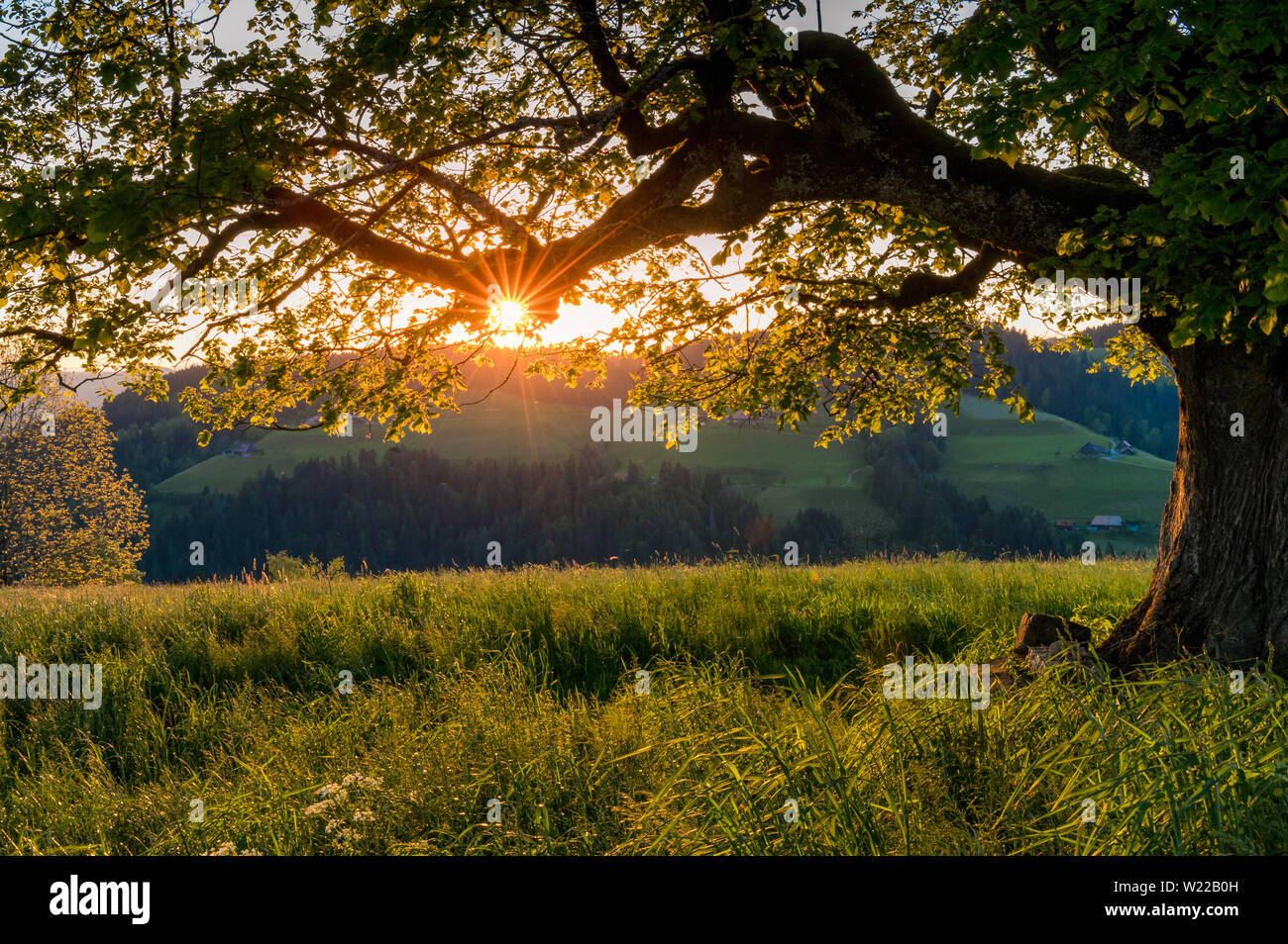 sunset behind a giant tree in Emmental Stock Photo