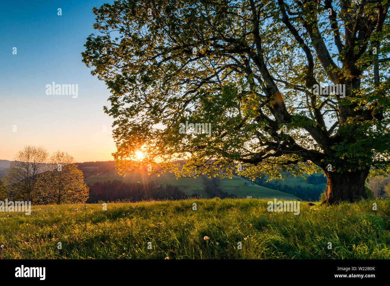 sunset behind a giant tree in Emmental Stock Photo