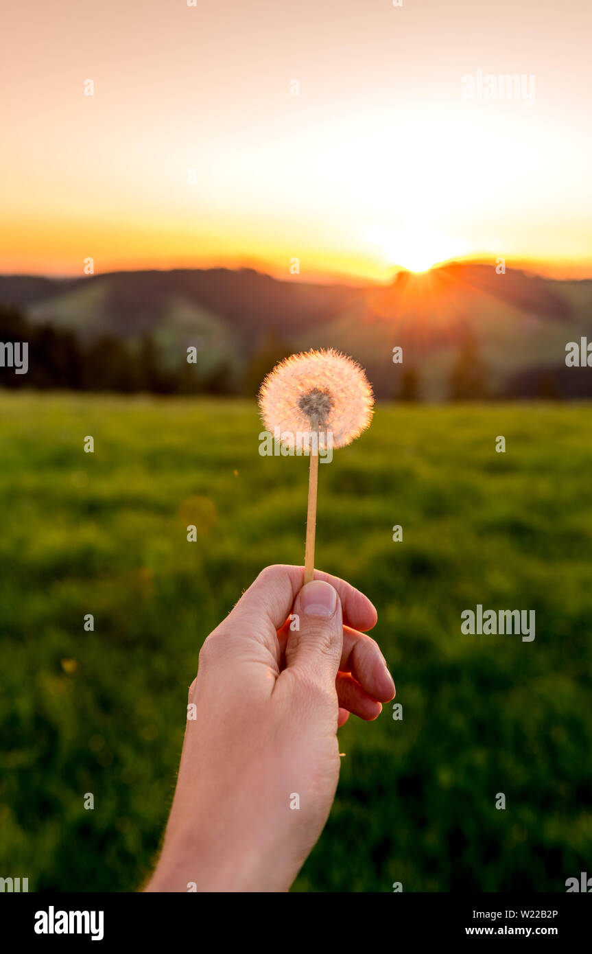sunset behind a dandelion in a hand Stock Photo