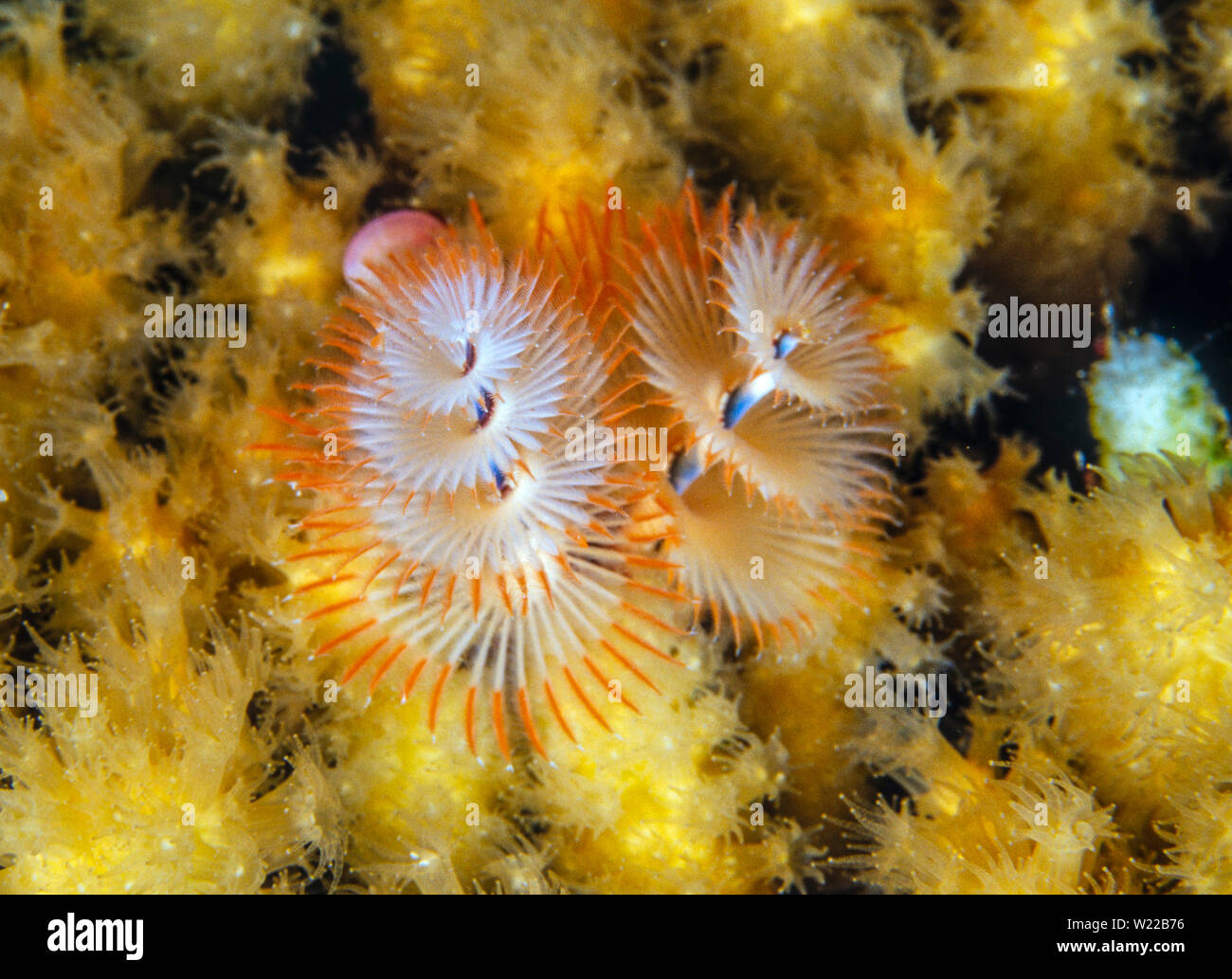 Spirobranchus giganteus, commonly known as Christmas tree worms, are