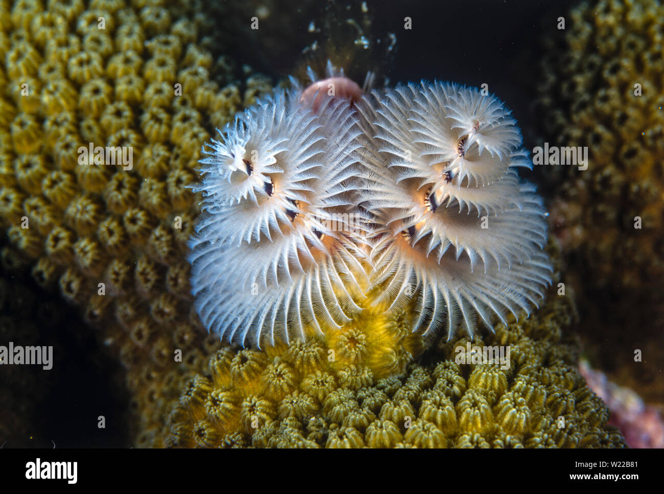 Spirobranchus Giganteus Commonly Known As Christmas Tree Worms Are Tube Building Polychaete Worms Belonging To The Family Serpulidae Stock Photo Alamy Spirobranchus Giganteus Commonly Known As Christmas Tree Worms Are Tube Building Polychaete Worms Belonging To The Family Serpulidae Stock Photo Alamy