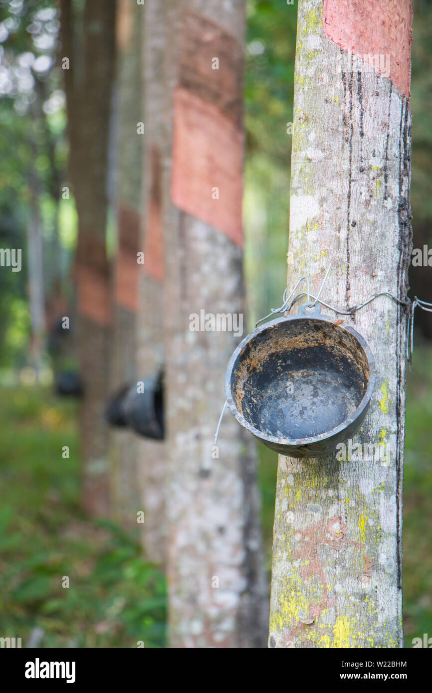Rubber production milk liquid hires stock photography and images Alamy