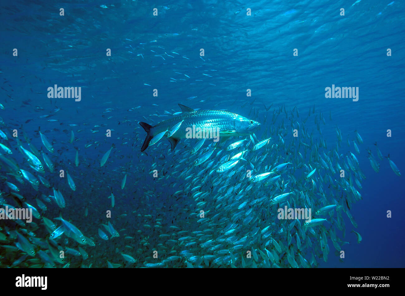 Atlantic tarpon,Megalops atlanticus is a ray-finned fish Stock Photo
