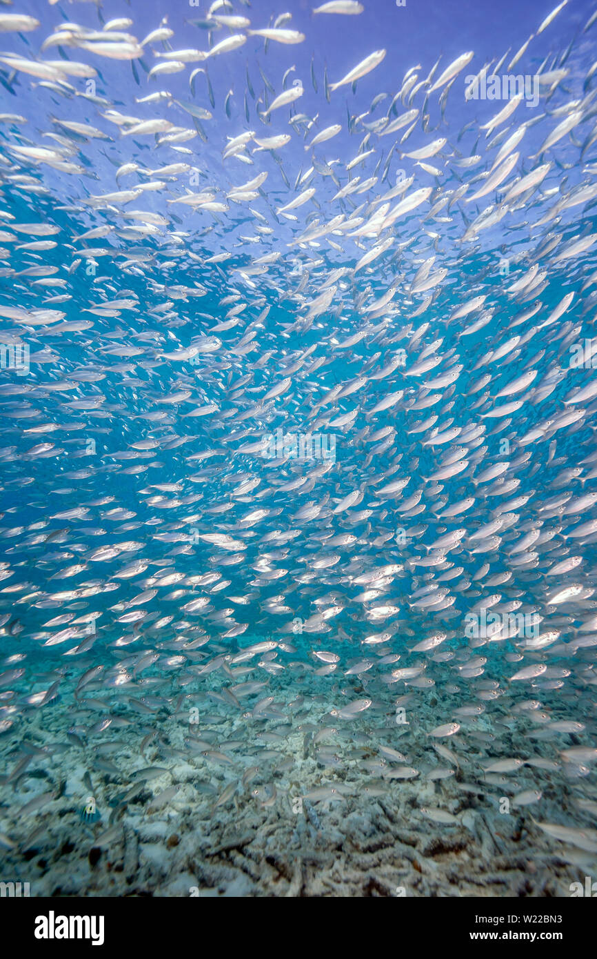Atheriniformes, the silversides, are an order of ray-finned fishes Stock Photo