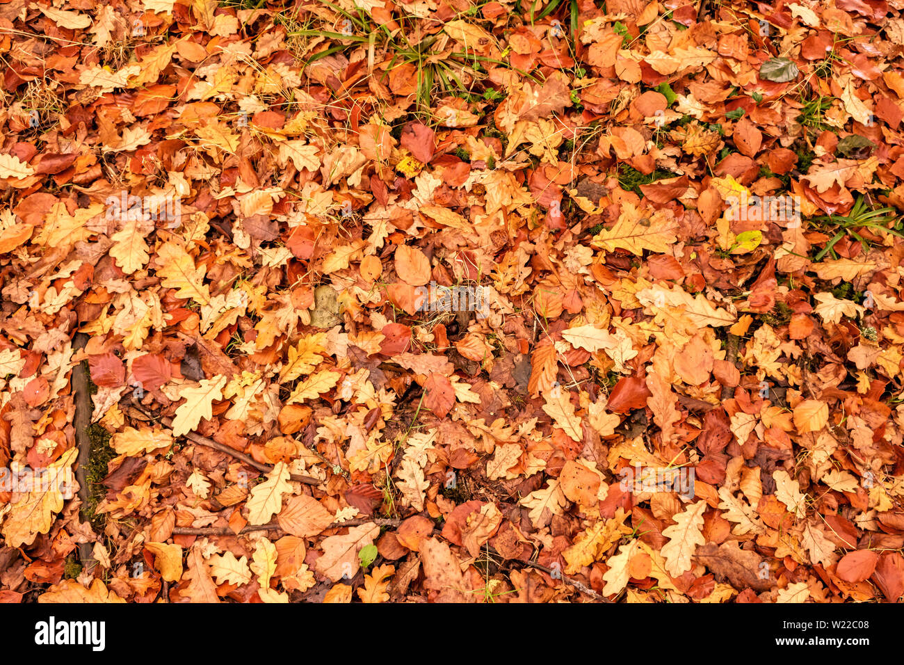 Autum leaves, desaturated, faded, bleached, with canvas texture,use for backgrounds, backdrops, textures, overlays, wallpapers etc. Stock Photo