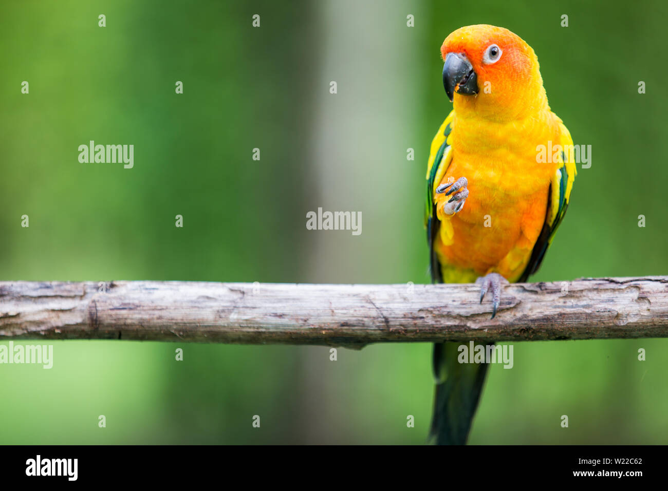 Colorful yellow parrot, Sun Conure (Aratinga solstitialis), standing on the branch Stock Photo