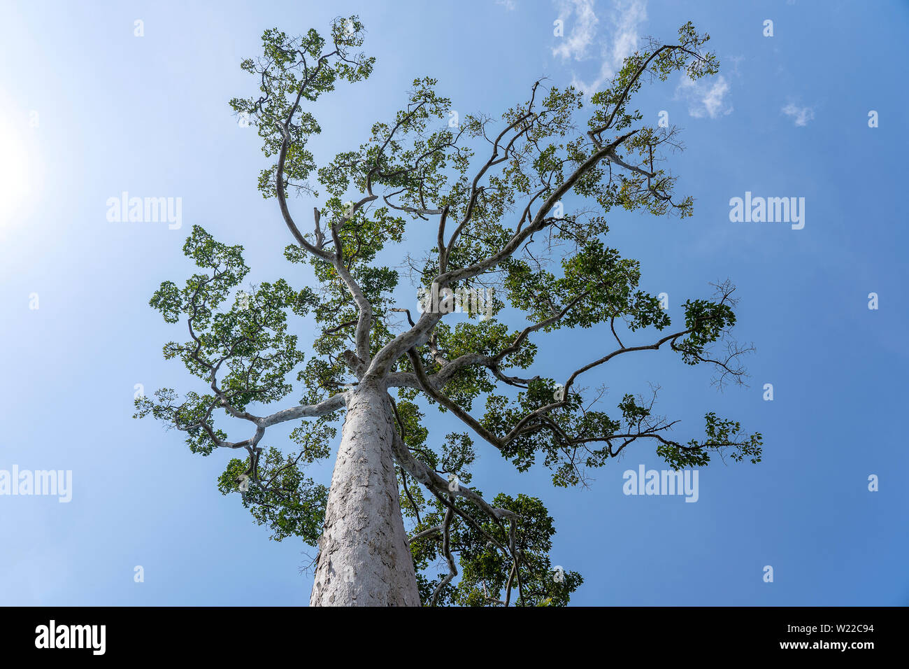 The big tropical tree with sky background, view from below. Scientific name Dipterocarpus alatus or Yang Na Yai tree. Island Koh Phangan, Thailand Stock Photo