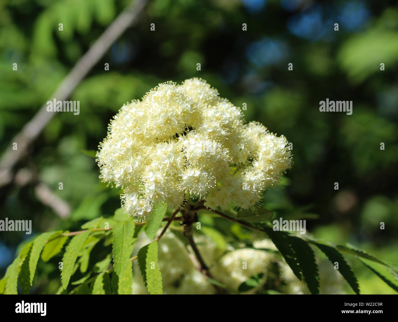 Close up of rowan or mountain ash (Sorbus aucuparia) flower, blooming ...