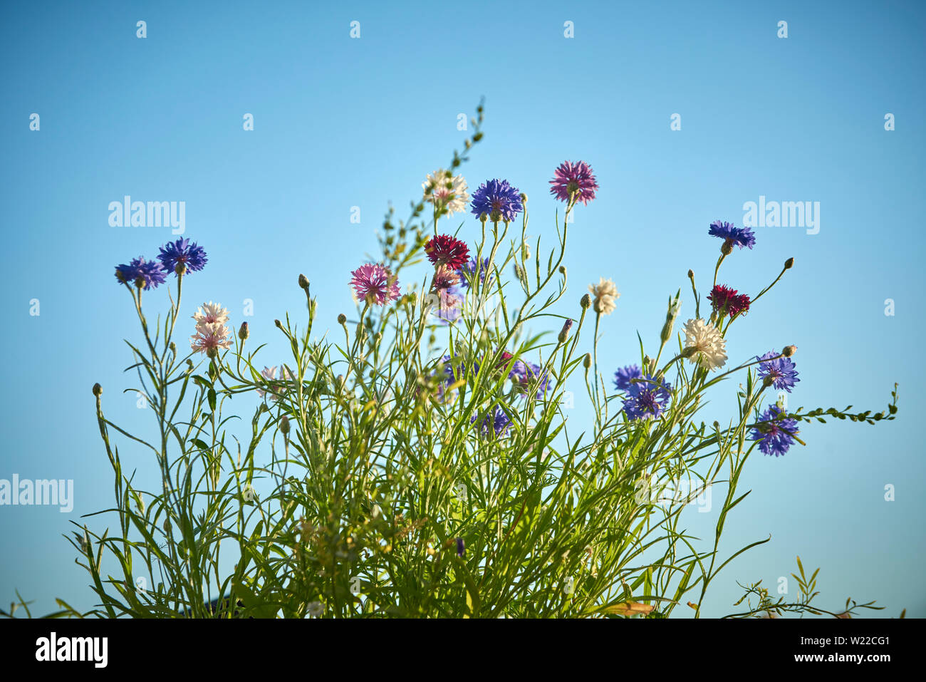 Kornblumen Stock Photo