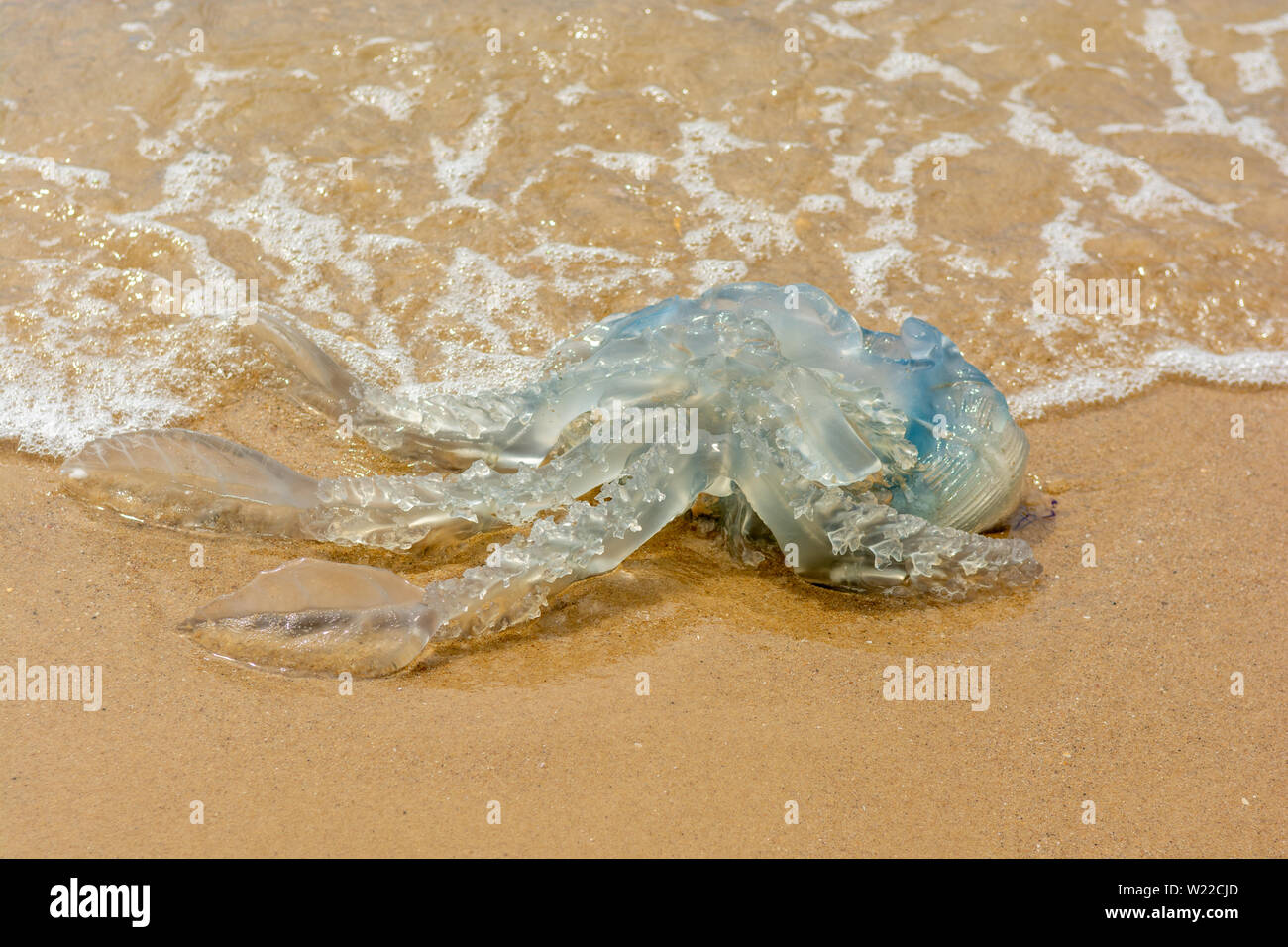 Large translucent jellyfish washed up on a beach in Dorset, England, UK