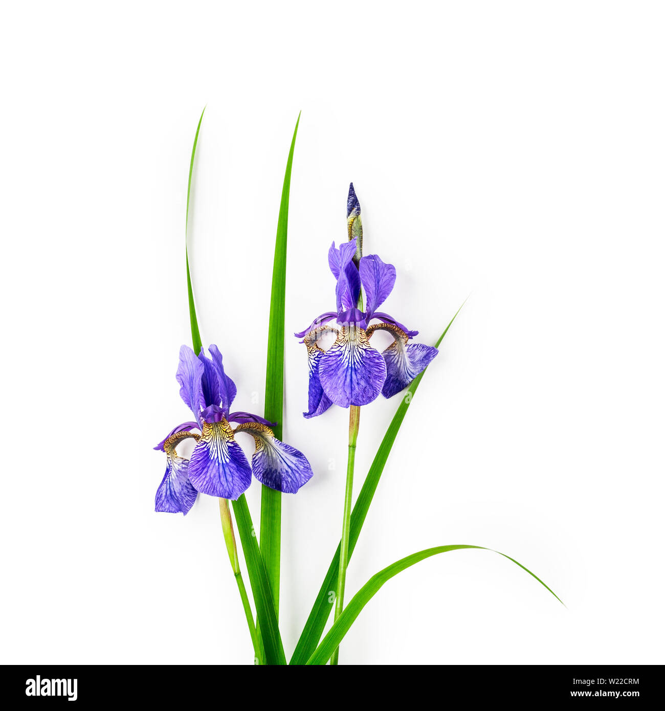 Blue violet iris flower branch with flowers, leaves and stem in ...