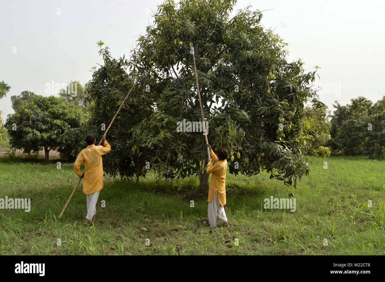 Farmers harvest mangos at a mango garden in central Pakistan's Multan on July 5, 2019. (Str/Xinhua) Stock Photo