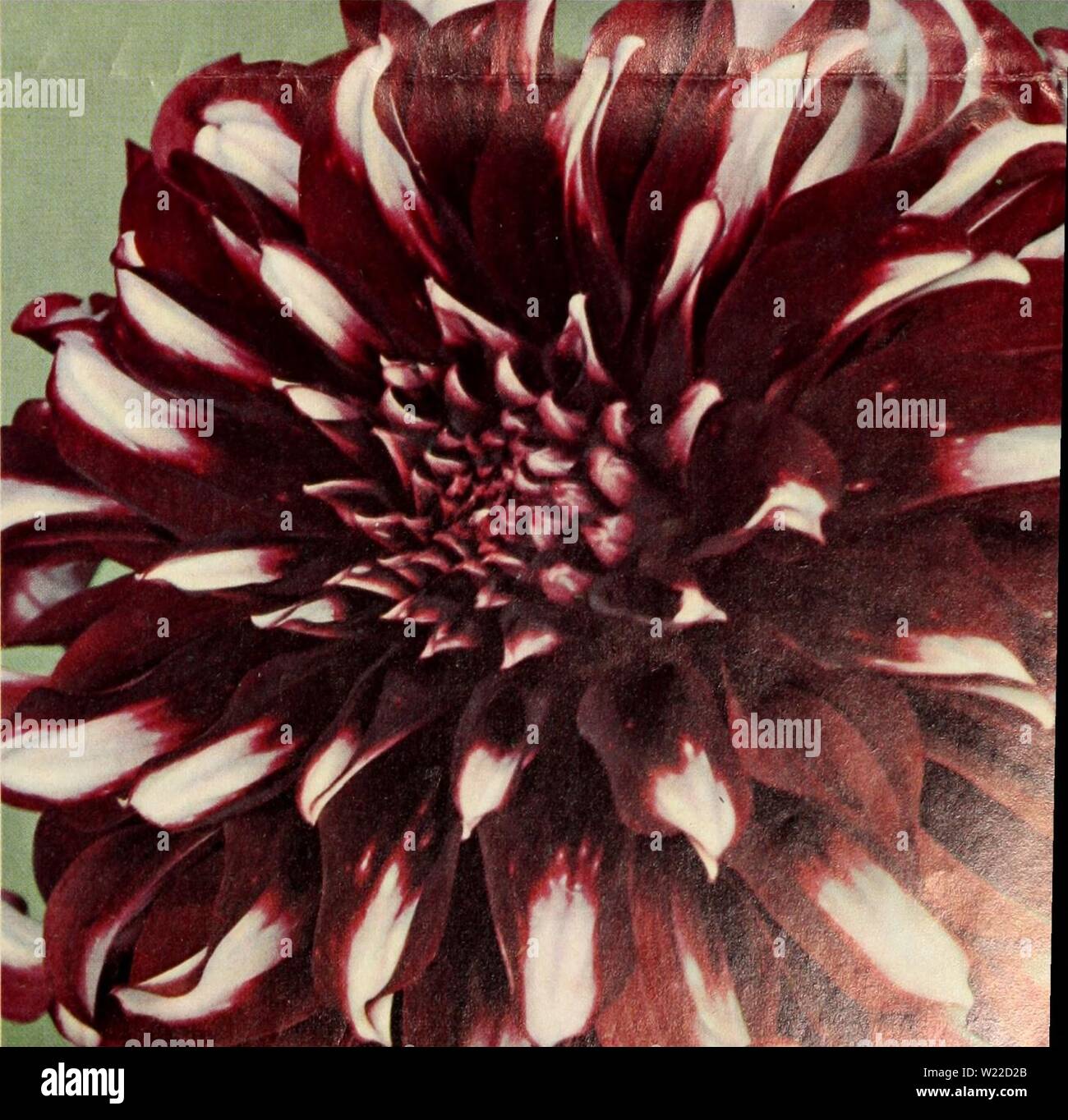 Archive image from page 10 of Dahlias  over 75 varieties. Dahlias : over 75 varieties offered in this special sales folder  dahliasover75var1959germ Year: 1959   SINCE 1871  CHEERIO Best Cutffower We Ever Grew Here is the ultimate in a showy garden and cutting variety . . . the self branching three foot bush is literally covered with the brightest 4 inch cherry red flow- ers you ever saw or imagined. :h petal tip is slightly touched with .' Cutflowers actually lasted for ome. Brighten up that dull corner it ral plants of 'Cheerio.' Order to-  limited, and there is no substitute No. 59-17 J f Stock Photo