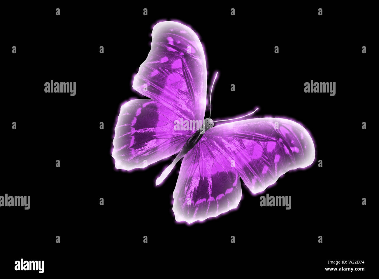 Violet butterfly. natural insect. isolated on white background Stock ...