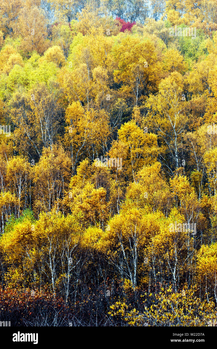 The scenery of birch forest in autumn, the golden leaves Stock Photo ...
